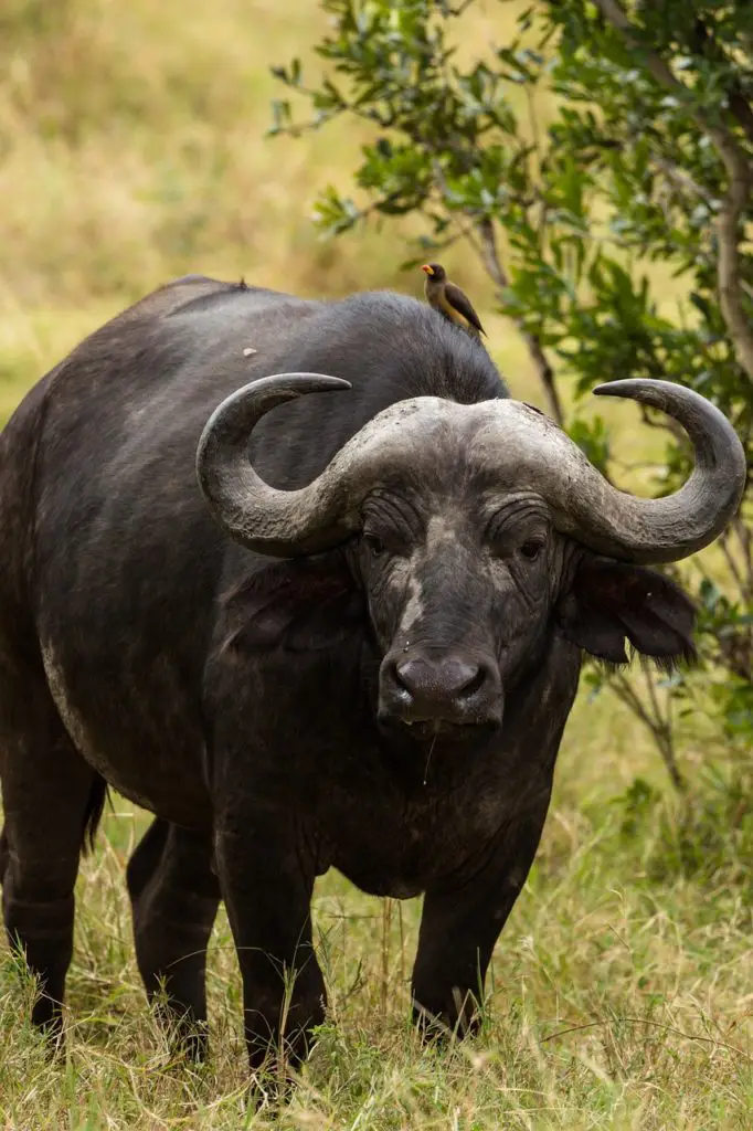 Water Buffalo Animal Meadow  - antonytrivet / Pixabay