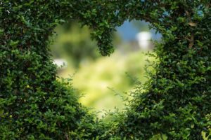 Heart Leaves Foliage Garden Bush  - 2023852 / Pixabay